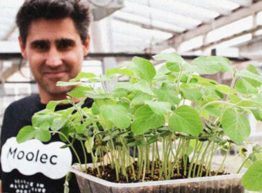 Moolec Science Fuses Pig Genes With Soybeans For Meat Taste