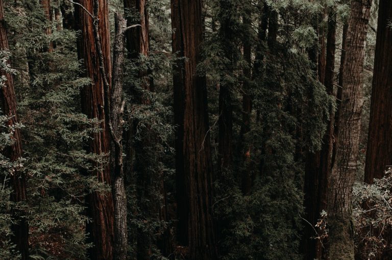 Conoce Al Capitalista De Riesgo Pionero De Jalisco: Ian Paul Otero De Redwood Ventures