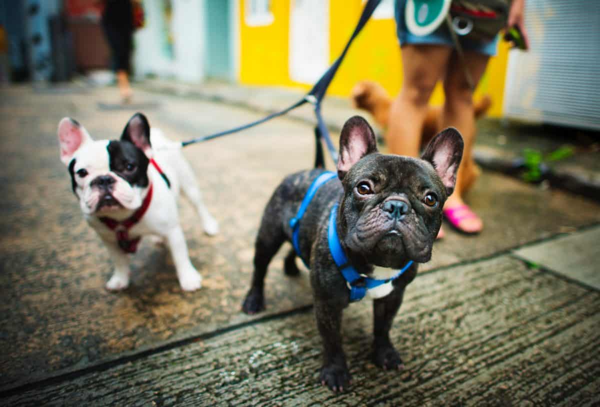 Brazilian Pet Care App, Doghero, Nabs Us$7 Million From Rover
