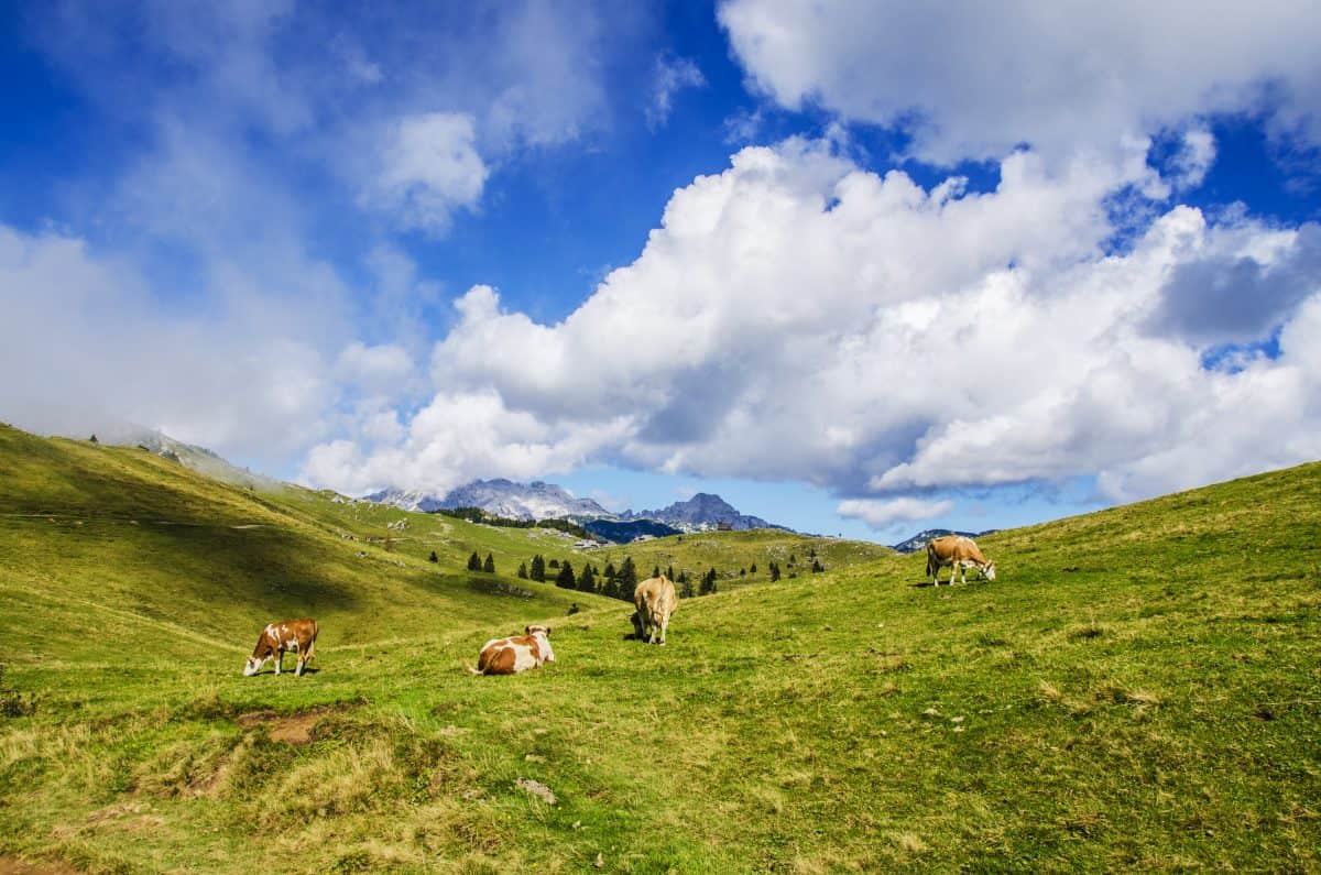 Agrotech Startups Attend Latin America's Largest Farm Show