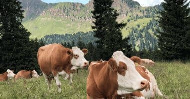 Carnes Validadas De Argentina Se Prepara Para Lanzar "linkedin Para Ganado" A Través De Blockchain