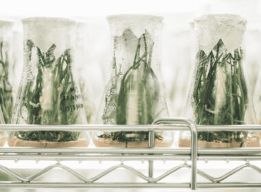 Ganesha Lab From Chile Announces Accelerator For Latin American Biotech Startups