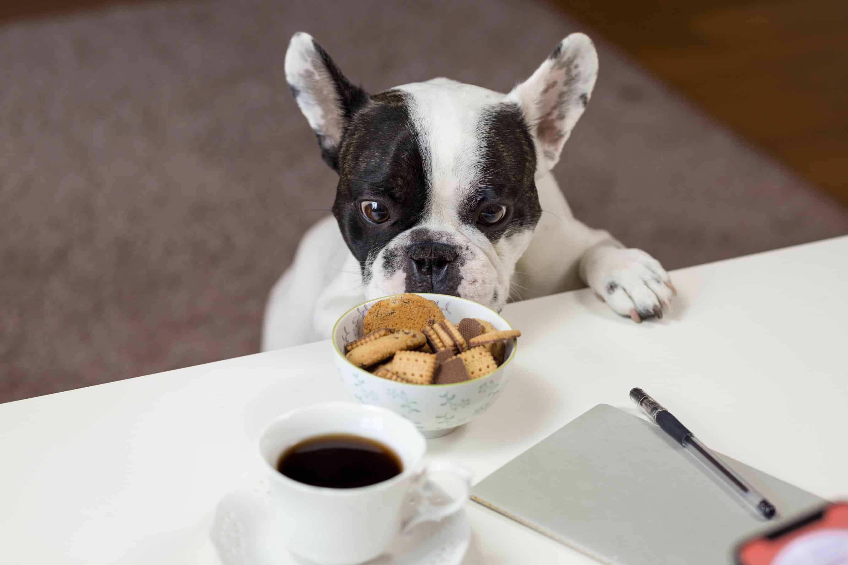 Zee.dog De Brasil Lanza Servicio De Entrega De última Milla Para Mascotas, Zee.now