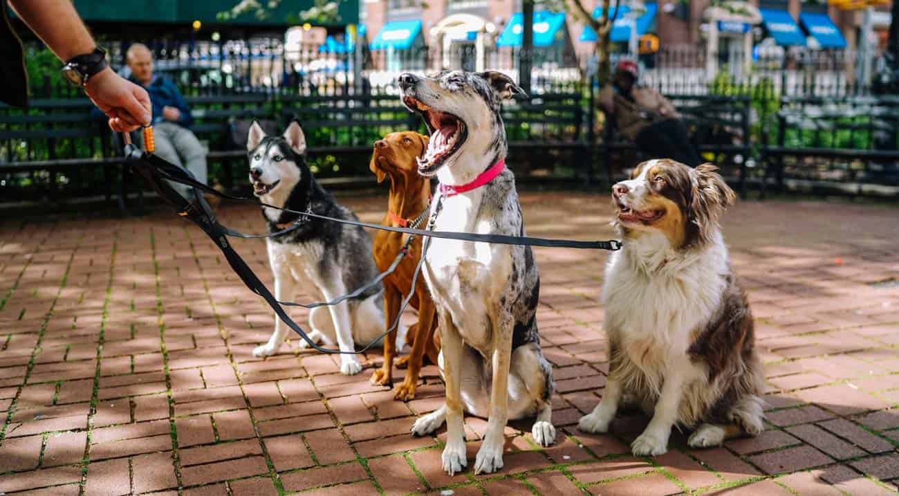 Tinder Co-founder Invests In Colombian Pet Platform, Laika