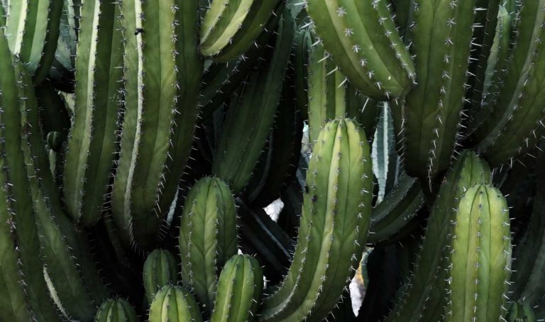 Dos Mexicanos Desarrollan Cuero Vegano De Cactus Y El Mundo De La Moda Se Enamoró