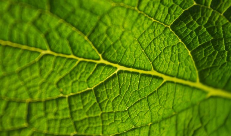 Pachama Se Lleva Inversión Para Apoyar Esfuerzos De Reforestación