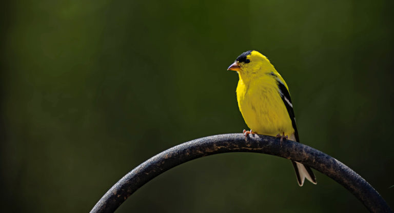 Canary Ventures Lanza El Programa, Jetpack Para Fundadores Primerizos