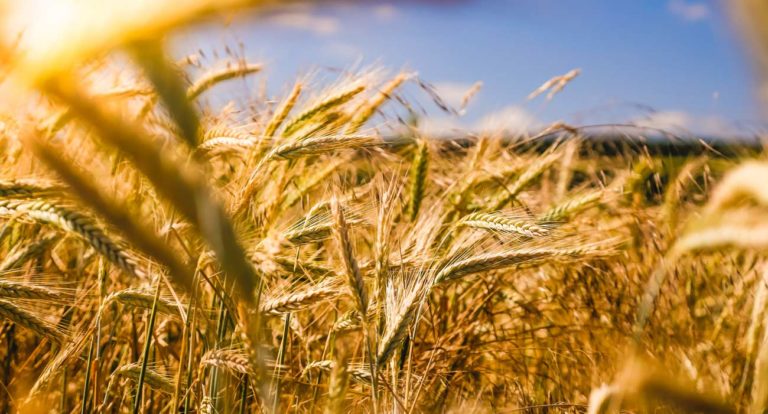 Agrired Llevará Su Plataforma A Brasil Y Ee.uu.