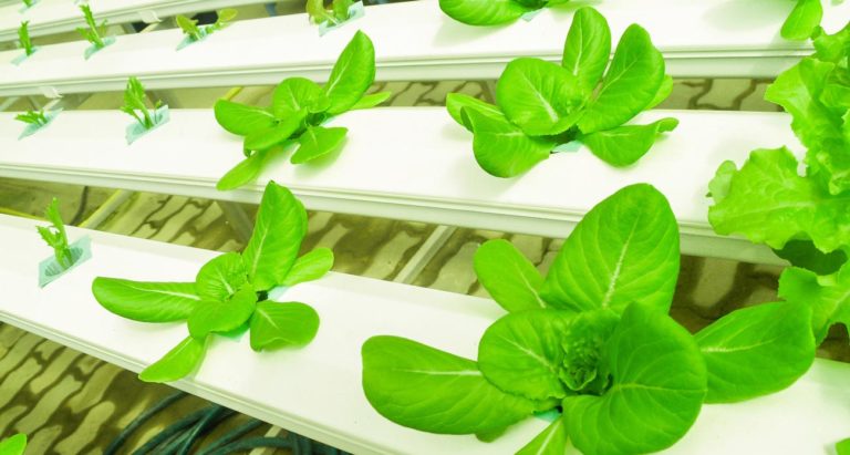 Inversión En Agrourbana Marca La Revolución Moviendo La Agricultura Del Campo A La Ciudad