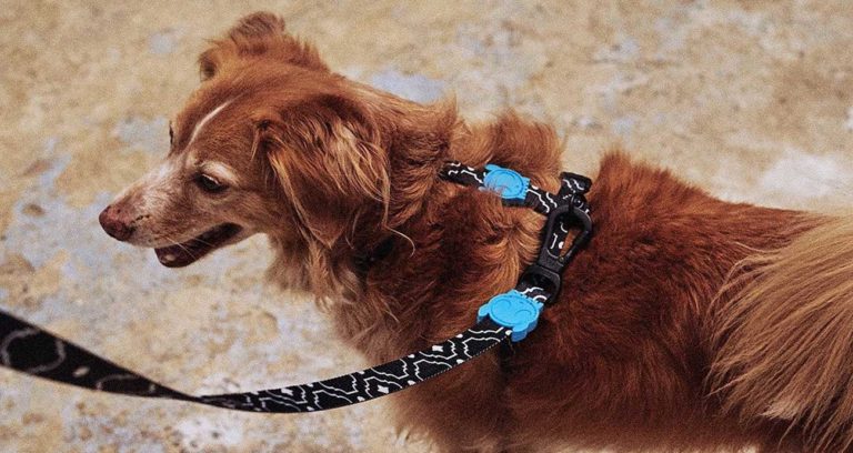 Zee.dog Recauda Us$18.8 Millones A Través De Treecorp Investimentos