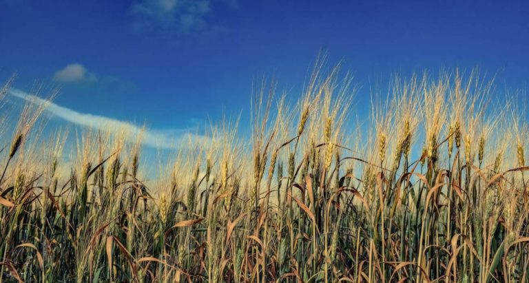 Agtechs Y Foodtechs Pueden Ayudar A Crear 22.5 Millones De Empleos En América Latina