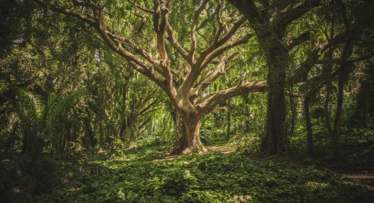 Pachama Cierra Us$5m Para Construir Empresas Carbono Cero Con Ia