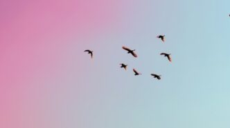 photo of birds flying up in the skiy
